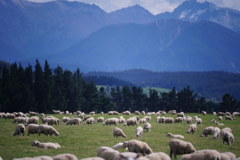 Sheep, new zealand, farm — GHK-Cu Peptide in Canada: A Detailed Guide to Benefits and Uses