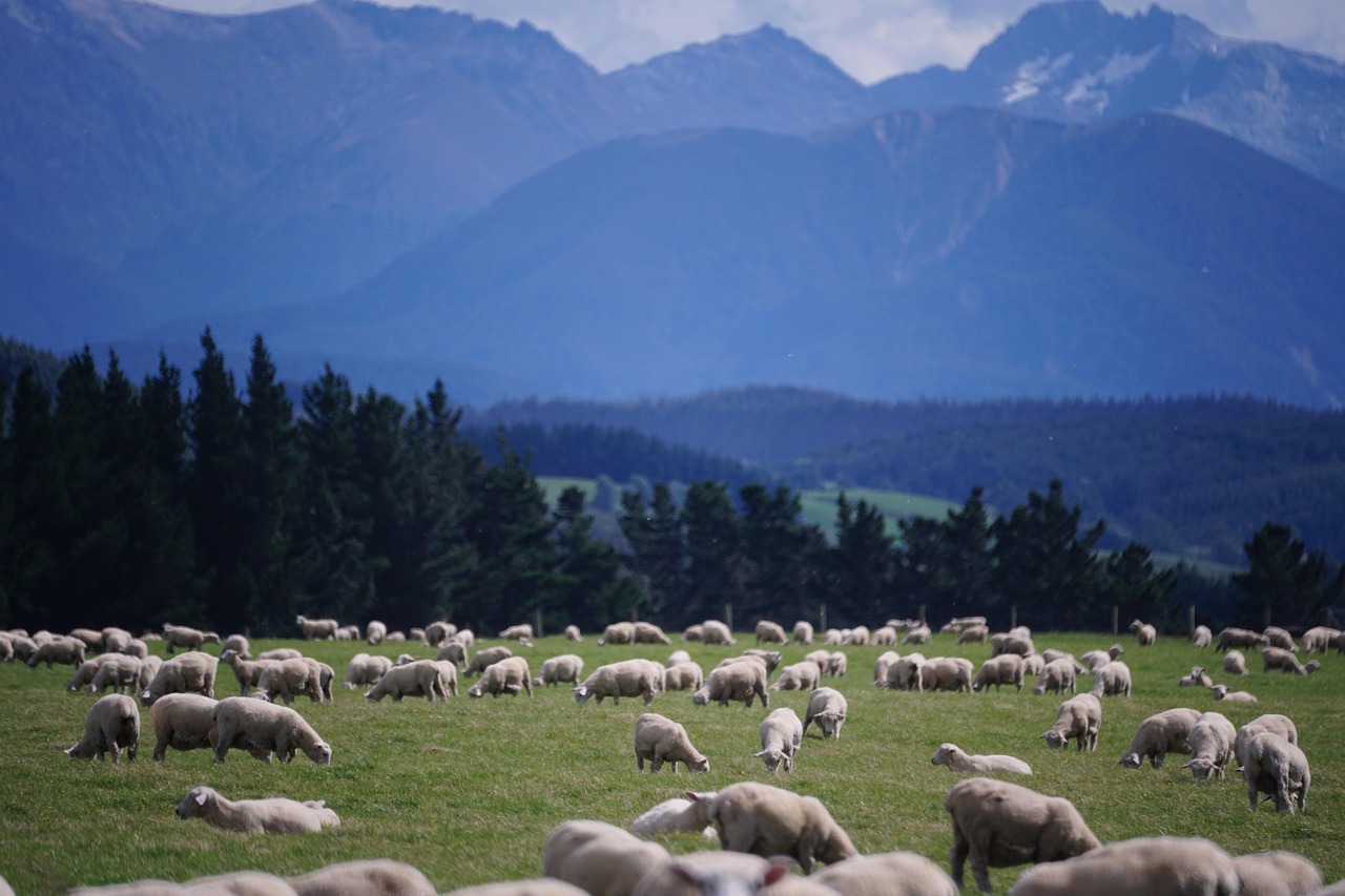 Sheep, new zealand, farm — GHK-Cu Peptide in Canada: A Detailed Guide to Benefits and Uses