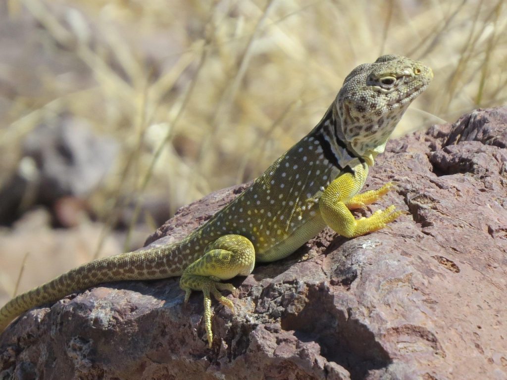 Reptile, lizard, wildlife — The Role of White Label Facebook Ads in Agency Success
